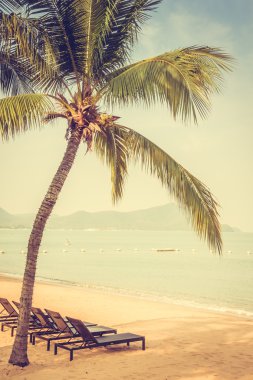 Güzel bir plaj ve deniz ile palmiye ağacı
