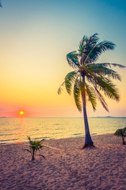 Sahildeki palmiye ağaçları