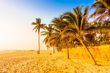 Güzel Hindistan cevizi palmiye ağaçları