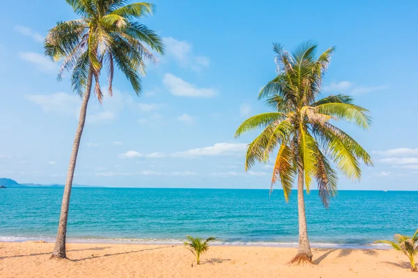 Kokosnoot boom op het strand — Stockfoto