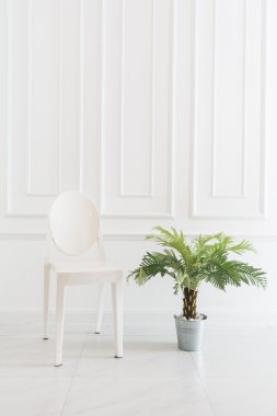 Vazo bitki ile boş sandalye