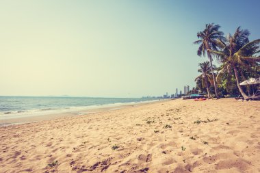 Sahildeki palmiye ağaçları