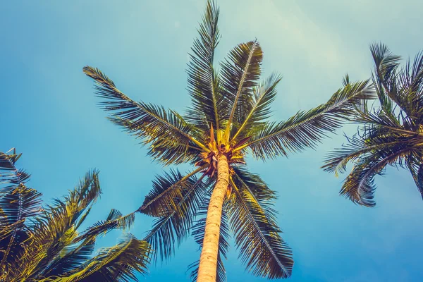 Hermosa palmera — Foto de Stock