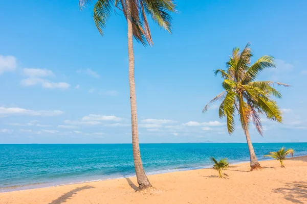 Kumsalda hindistan cevizi ağacı