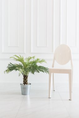 Vazo bitki ile boş sandalye