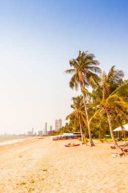 Sahildeki palmiye ağaçları