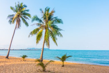 Kumsalda hindistan cevizi ağacı