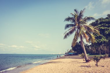 Kumsalda hindistan cevizi ağaçları