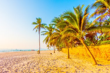 Güzel Hindistan cevizi palmiye ağaçları