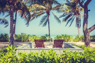 Hindistan cevizi hurma ağaçlarının Silhouettes