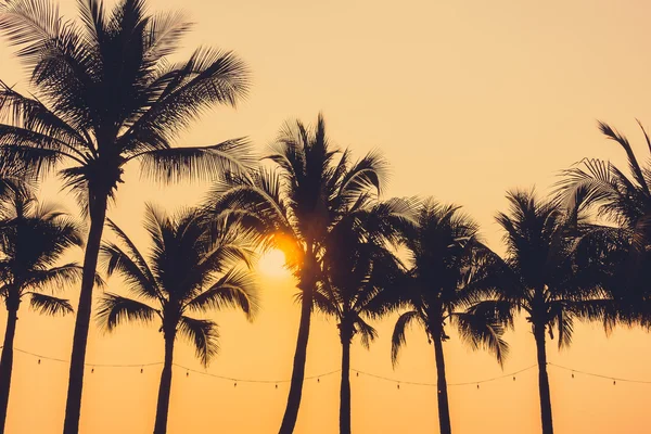 Sziluettek pálmafák a naplemente — Stock Fotó