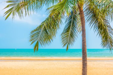 Sahilde güzel palmiye ağacı