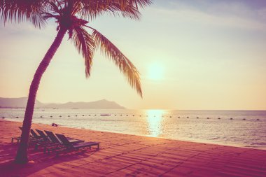 Güzel bir plaj ve deniz ile palmiye ağacı