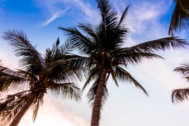 güzel hurma ağacı