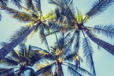 Hindistan cevizi palmiyeleri