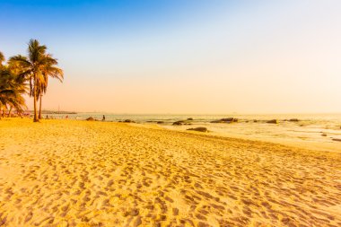 Güzel Hindistan cevizi palmiye ağaçları