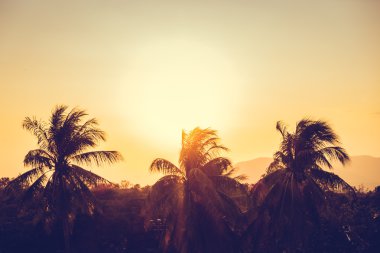 Gün batımı ile palmiye ağaçlarının Silhouettes