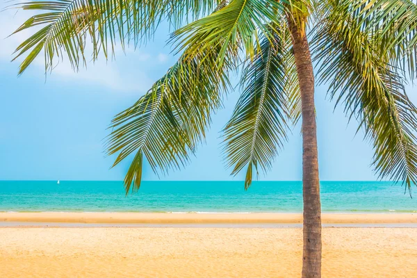 Hermosa palmera en la playa —  Fotos de Stock