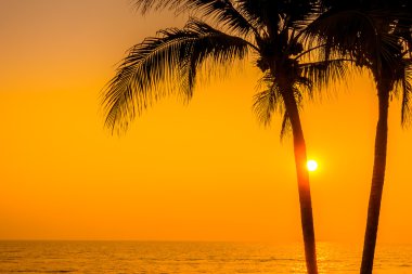 siluet palmiye ağacı