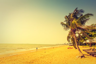 Sahildeki palmiye ağaçları