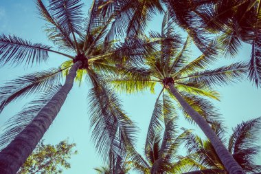 Hindistan cevizi palmiyeleri