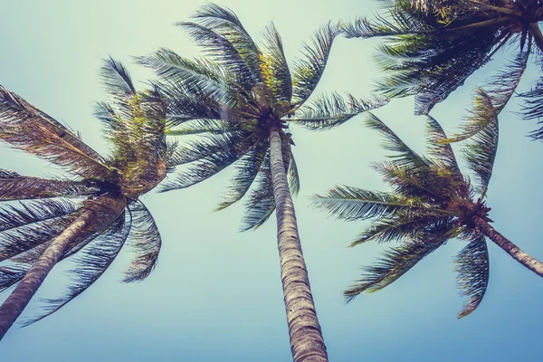 Silhouette di palme da cocco — Foto Stock