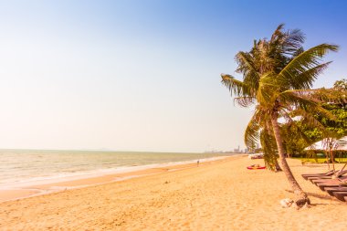 Sahildeki palmiye ağaçları