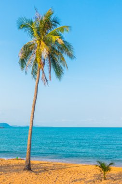 Kumsalda hindistan cevizi ağacı