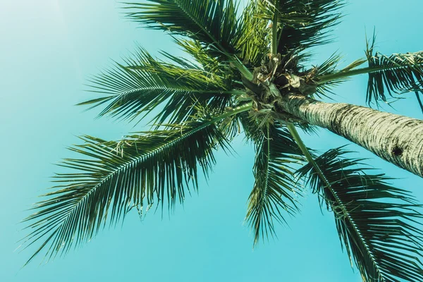 Palmera en el cielo — Foto de Stock