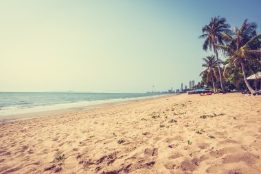 Sahildeki palmiye ağaçları