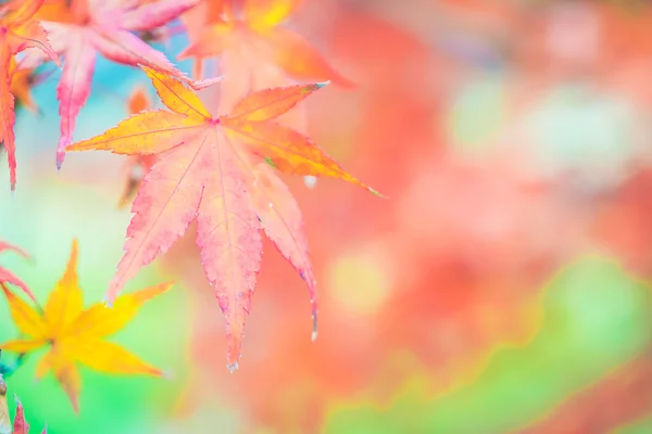 Kırmızı akçaağaç yaprağı — Stok fotoğraf