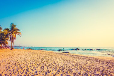 güzel Hindistan cevizi hurma ağacı