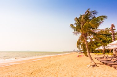 Sahildeki palmiye ağacı