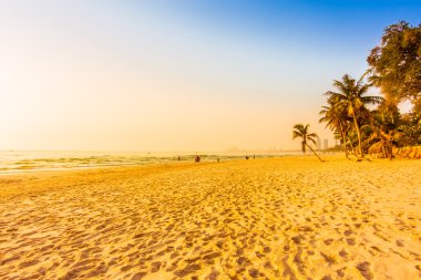 güzel Hindistan cevizi hurma ağacı