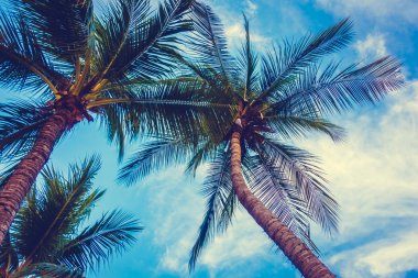 güzel hurma ağacı