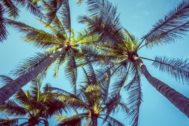 Hindistan cevizi palmiyesi