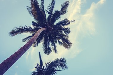 ve palmiye ağaçlarının Silhouettes