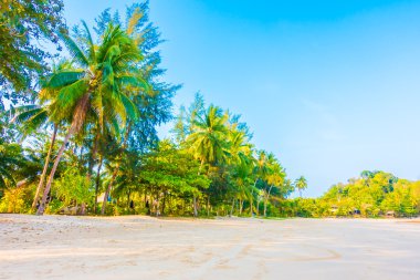 güzel tropikal plaj ve deniz manzara