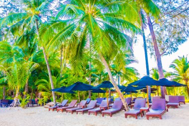 güzel tropikal plaj ve deniz manzara