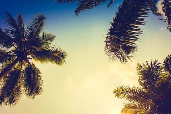 Coconut palm trees on sky — Stock Photo, Image