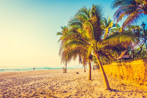 güzel Hindistan cevizi hurma ağacı