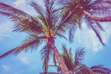 güzel hurma ağacı