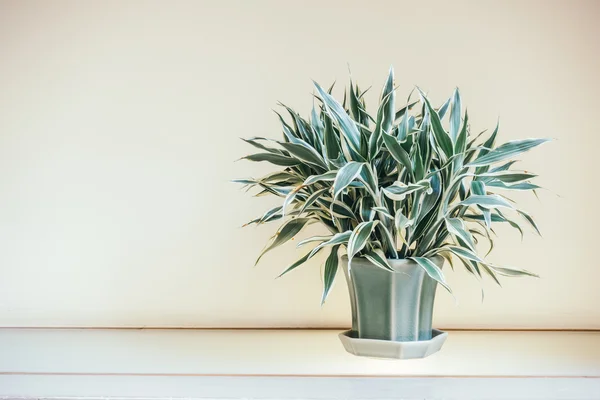 Vase plant decoration interior — Stock Photo, Image