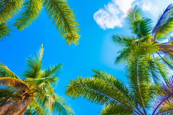 Coconut palm tree on sky — Stock Photo, Image