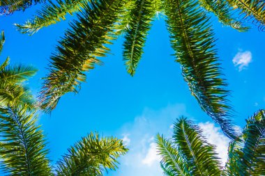 Hindistan cevizi palmiye ağacı üzerinde sky