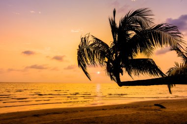 Hindistan cevizi hurma ağaçlarının Silhouettes