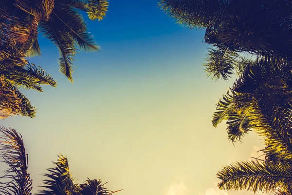 Kokosové palmy na obloze — Stock fotografie