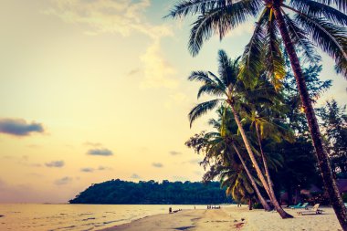 Hindistan cevizi hurma ağaçlarının Silhouettes