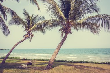 Tropikal plaj ve deniz Hindistan cevizi hurma ağacı