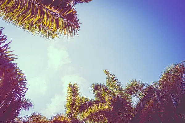 Palmeras de coco en el cielo —  Fotos de Stock